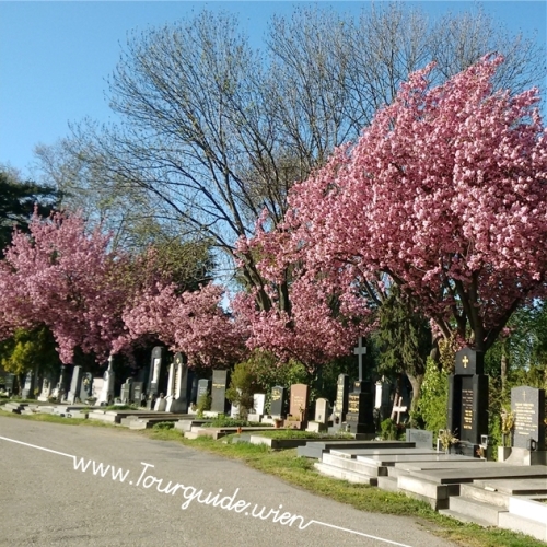 1110 - Zentralfriedhof, Gräberreihe mit Kirchbäumen