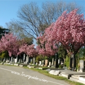 1110 - Zentralfriedhof, Gräberreihe mit Kirchbäumen