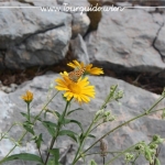 2734  - Schneeberg, Blume am Wegesrand 2