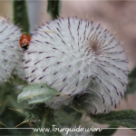 2734  - Schneeberg, Blume am Wegesrand 3