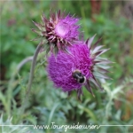 2734  - Schneeberg, Blume am Wegesrand 4